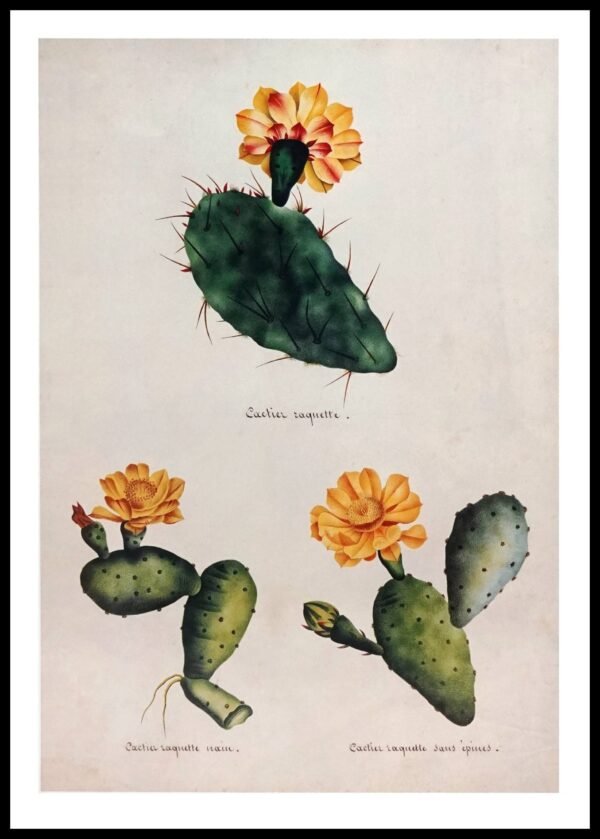 PTR RT01 Cactier Raquette (Antique Prints)